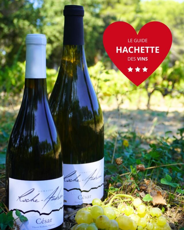 𝐆𝐔𝐈𝐃𝐄 𝐇𝐀𝐂𝐇𝐄𝐓𝐓𝐄 𝐃𝐄𝐒 𝐕𝐈𝐍𝐒 𝟐𝟎𝟐𝟒 : 3 ⭐️ et Coup de ❤️ pour notre cuvée 𝐂é𝐬𝐚𝐫 𝐁𝐥𝐚𝐧𝐜 𝟐𝟎𝟐𝟐 !
 
Toute l'équipe de Vincent Rochette au Domaine Roche Audran est très heureuse de vous annoncer cette belle nouvelle.
🙏🌱 Une reconnaissance de notre savoir-faire et dévouement à produire des vins de grande qualité au plus près du naturel.

Un grand merci au @guidehachettedesvins pour cette récompense ainsi qu'à toute notre équipe, nos clients fidèles et partenaires.

+ D'infos sur notre domaine en biodynamie et commander en ligne sur https://roche-audran.fr
Vaison Ventoux Provence 
@provenceguide 
🍇 @vins_rhone 
📸 @irisandcom
